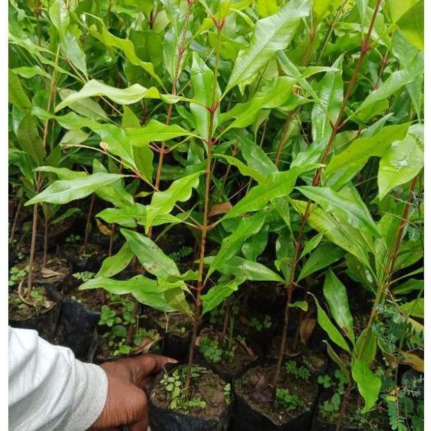 

[Fresh] Bibit Cengkeh Sansibar Unggul