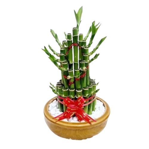 

[Fresh] Bambu Hoki Derasena Dracaena sanderiana Bamboo Hockey Keberuntungan