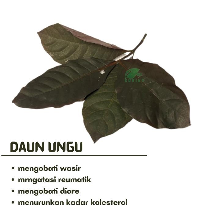 

[Fresh] Daun Ungu Asli Segar Daun Handeuleum Obat Herbal Wasir dll
