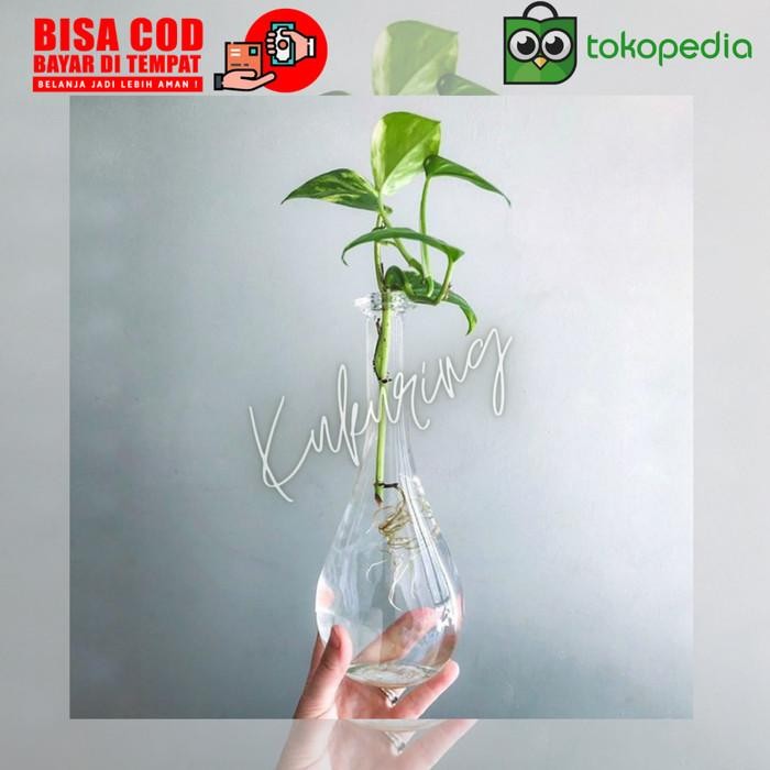 

[Fresh] Paket 10 Tanaman Sirih Gading Hidroponik Tanaman Hias Media Air