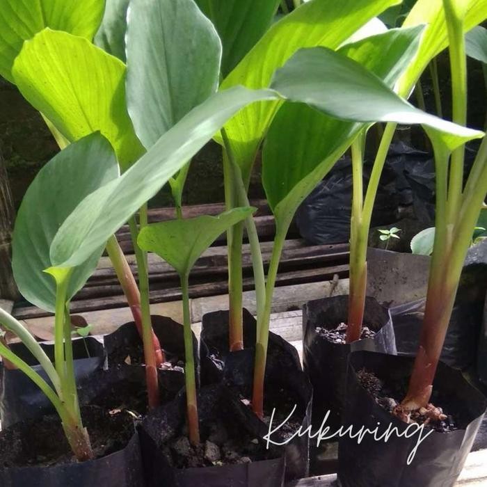 

[Fresh] Bibit tanaman temu kunci - tanaman herbal temu kunci