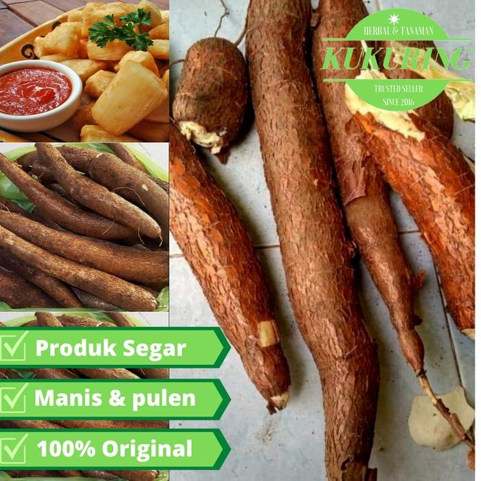 

[Fresh] 1kg singkong mentega segar panen langsung