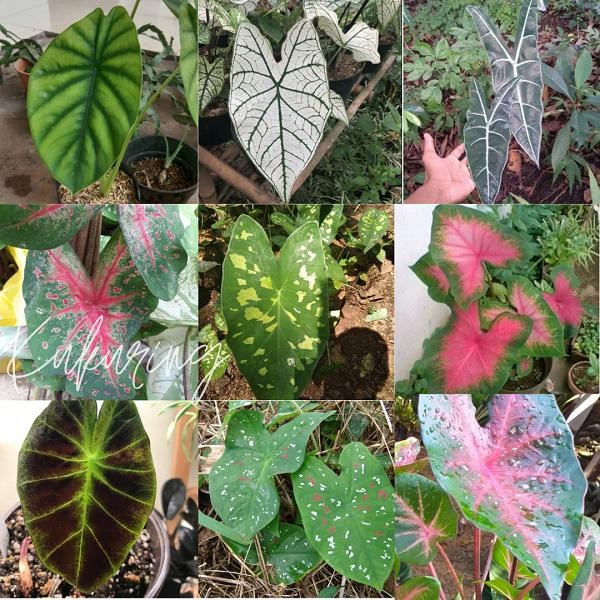 

[Fresh] Bibit umbi tanaman keladi hias cantik dan murah pengiriman super aman