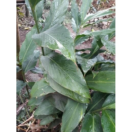 

[Fresh] Terlaris tanaman kapulaga/bibit kapulaga