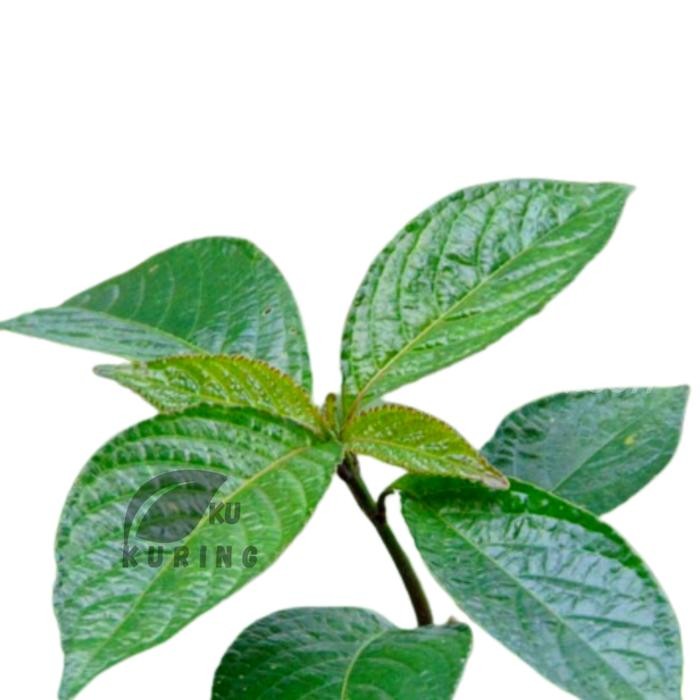 

[Fresh] Terlaris daun pecah beling/keji beling segar/obat batu ginjal