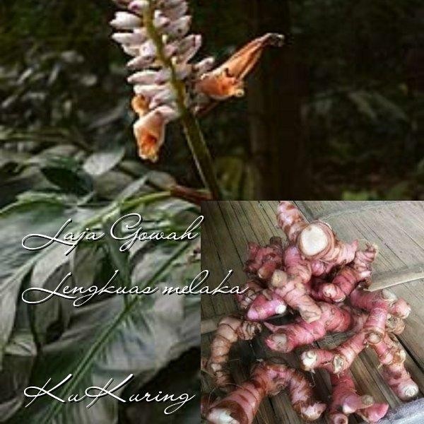 

[Fresh] Laja Gowah Lengkuas Melaka Segar Goa