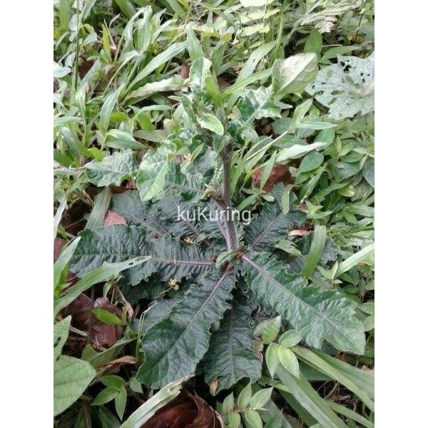 

[Fresh] Tapak Liman Segar 1Kg Langsung Petik