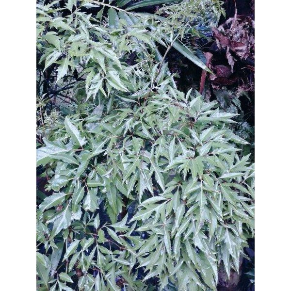 

[Fresh] DAUN KENIKIR SEGAR ULAM RAJA RANDA MIDANG