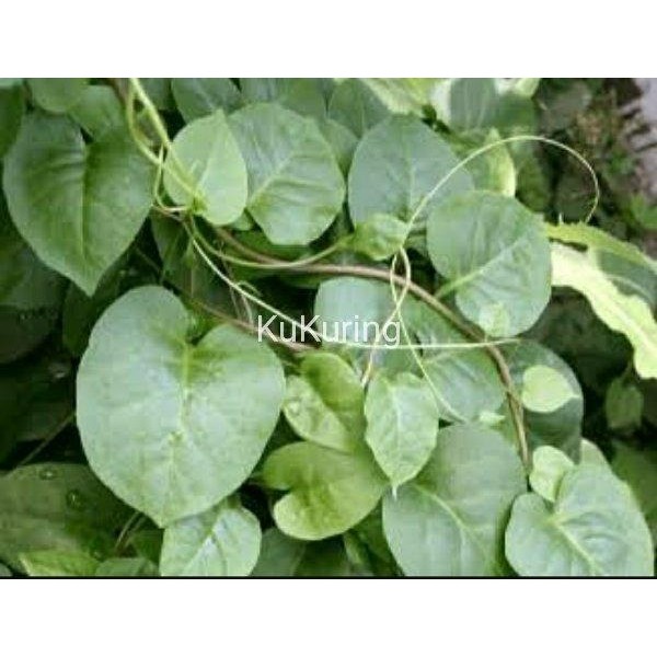 

[Fresh] BIBIT BENIH BINAHONG UMBI BINAHONG