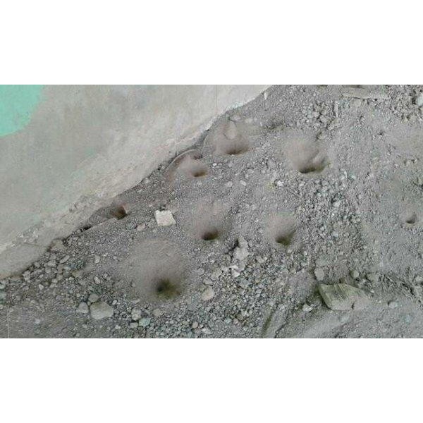 

[Fresh] Undur undur (masih hidup)