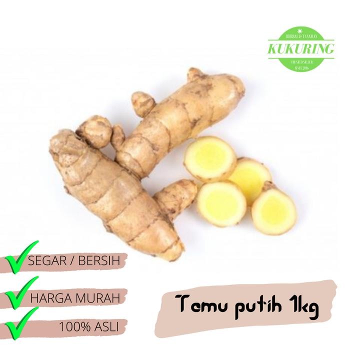 

[Fresh] KUNYIT PUTIH TEMU KUNIR Segar (curcuma zedoaria) 1Kg