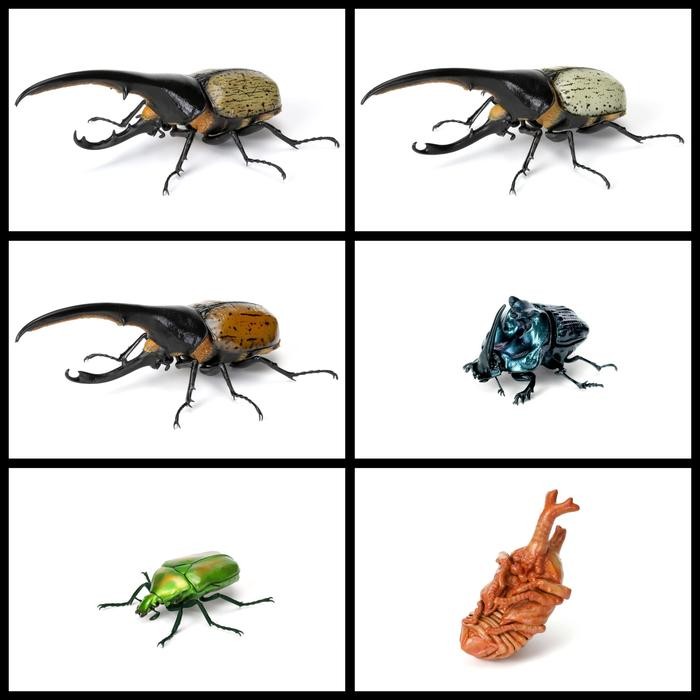 Set 6 lengkap ikimono figure kabuto mushi 07 kumbang badak rhinoceros Beetle bandai gashapon gacha c