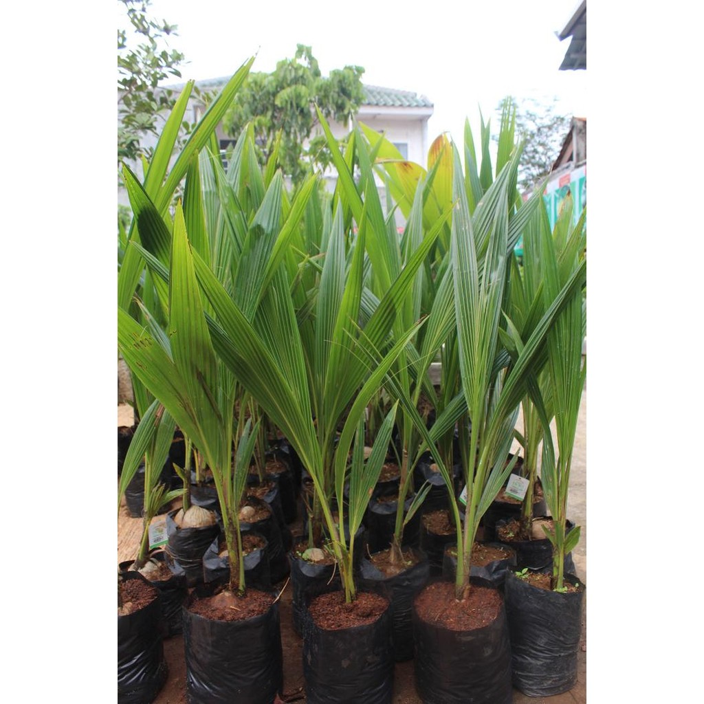 BIBIT KELAPA PANDAN WANGI