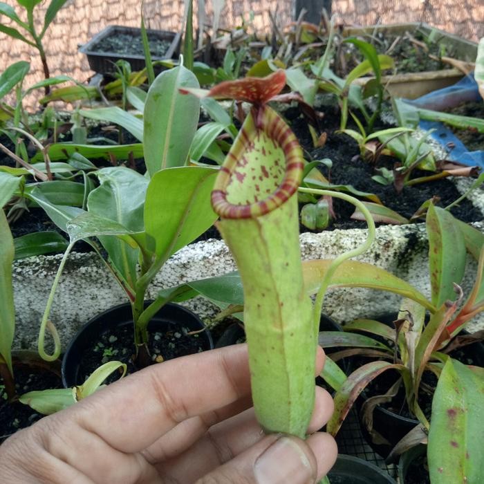 NEPENTHES GLOBOSA X MIRANDA/KANTONGSEMAR/TANAMAN KARNIVORA/TANAMANHIAS