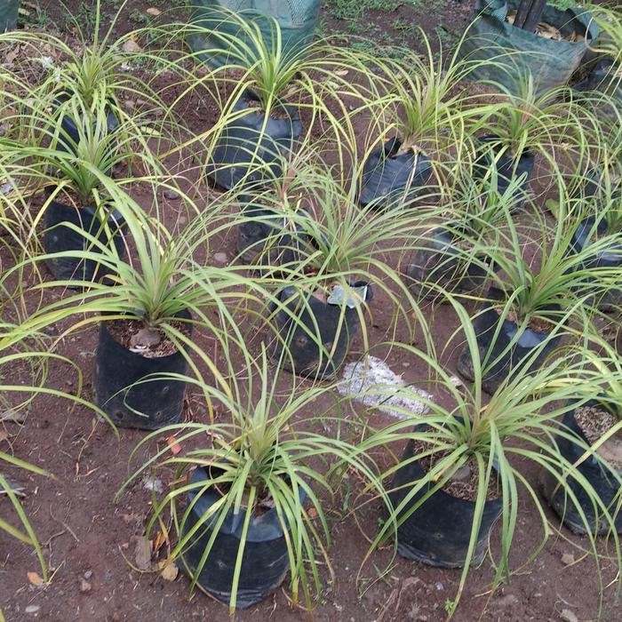 TANAMAN NOLINA PONYTAIL PALM