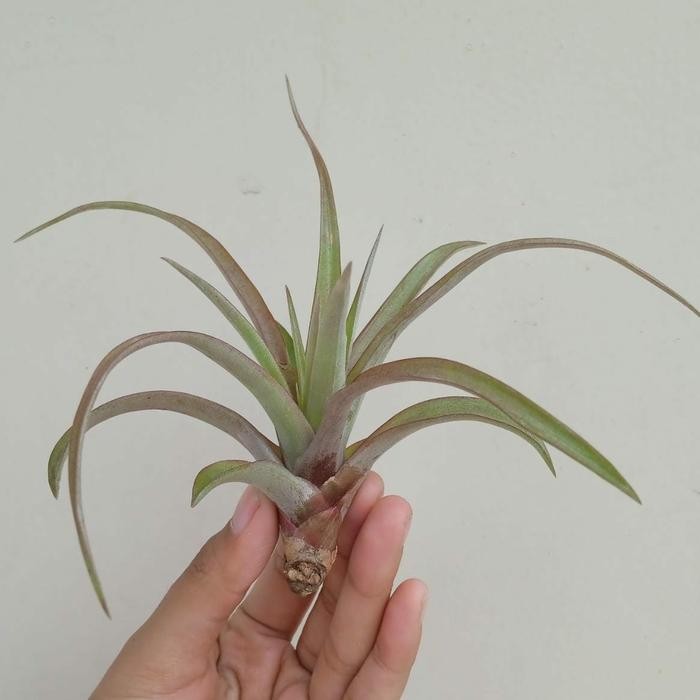 TANAMAN TILLANDSIA CAPITATA ANAKAN