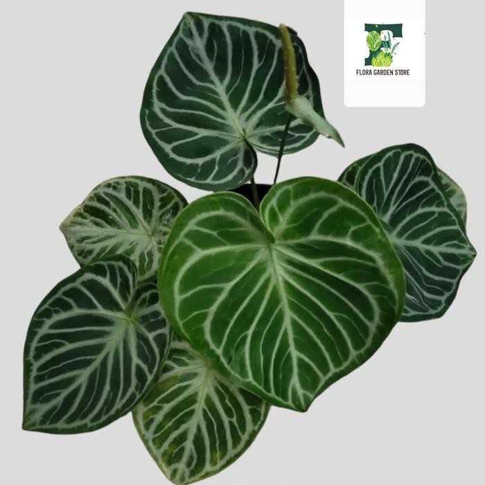 TANAMAN HIAS ANTHURIUM DORAYAKI MANGKOK - KUPING GAJAH DORAYAKI