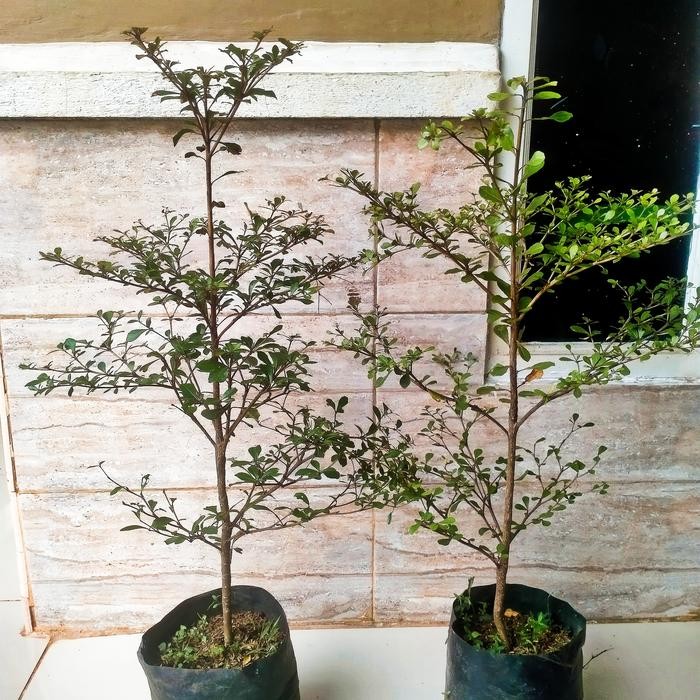 POHON KETAPANG MINI/KETAPANG KENCANA TINGGI 1 METER