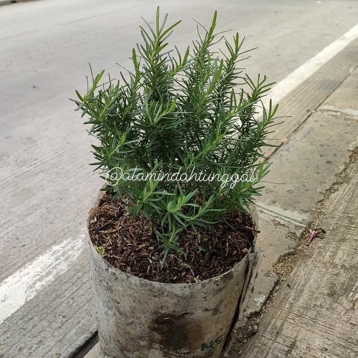 TANAMAN ROSEMARY BESAR/ROSEMARY RIMBUN