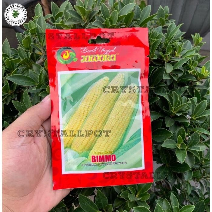 BENIH BIBIT JAGUNG MANIS BIMMO BENIH UNGGUL JAWARA - JAGUNG MANIS BIMMO
