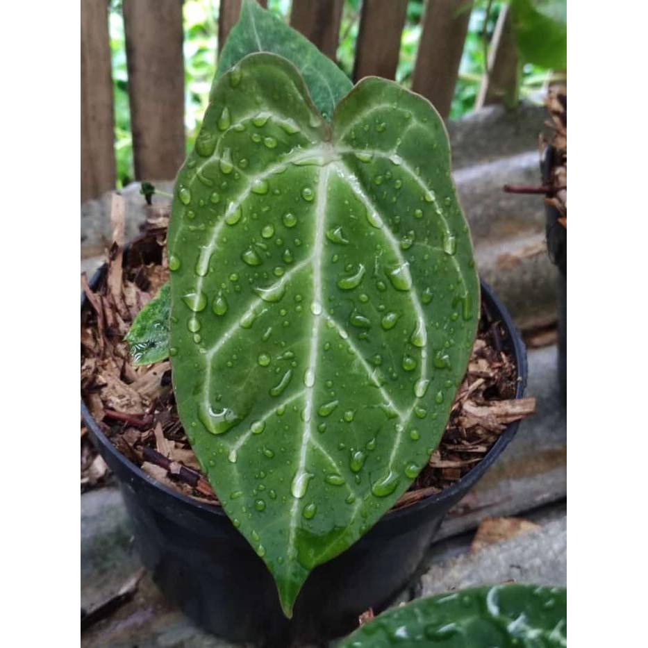 TANAMAN HIAS KUPING GAJAH DRESLERY X FORGETII