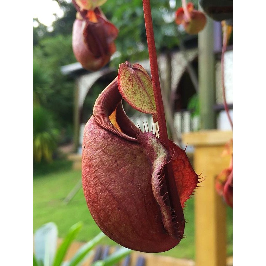 Tanaman Kantong Karnivora Semar Tanaman Hias