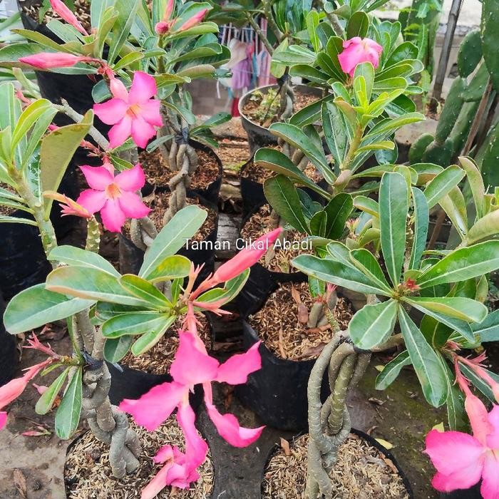 Tanaman hias Bonsai Kamboja Jepang Tinggi 40 cm