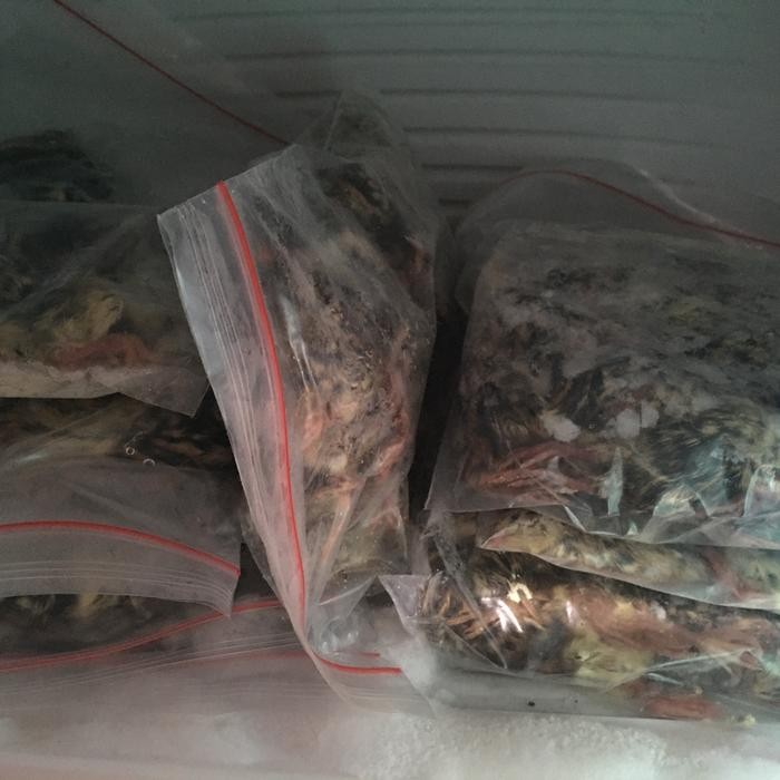 Doq anak burung puyuh Pakan Predator n reptil