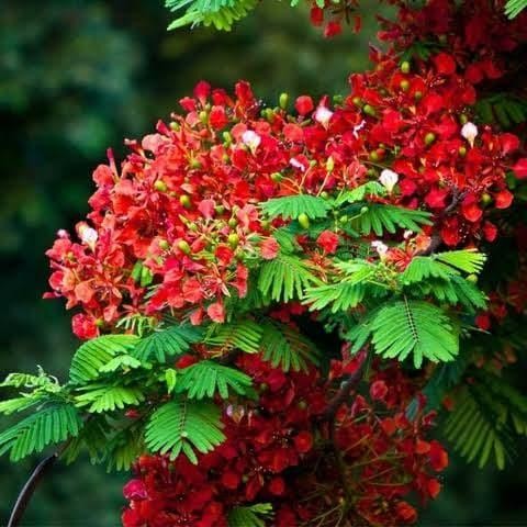 Bibit pohon flamboyan - bibit tanaman hias flamboyan - pohon pelindung