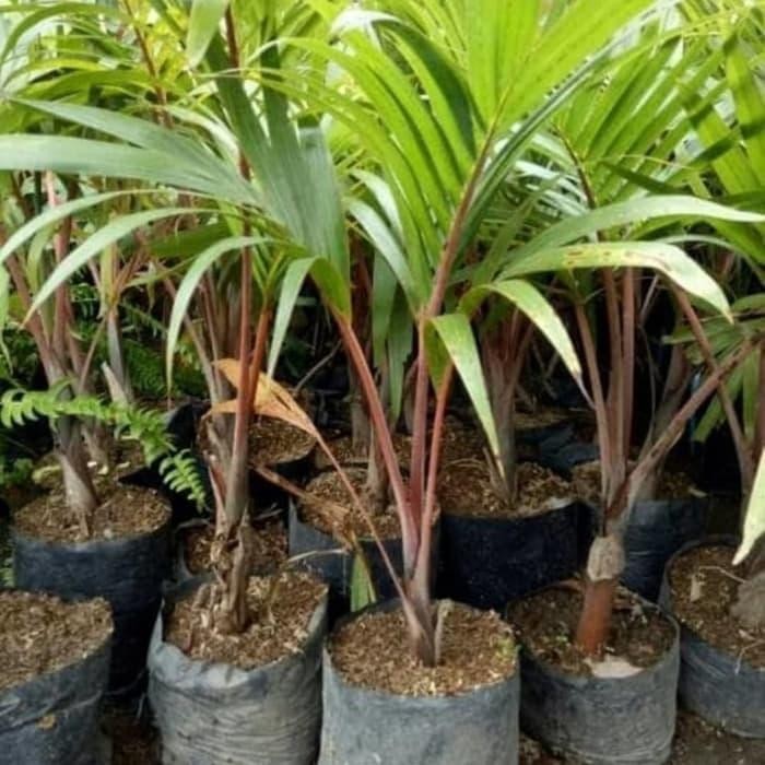 pohon Palem Botol - Bibit Tanaman Hias Pohon Palem Botol / Pohon