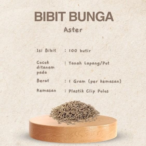 Benih Bibit Biji Bunga Krisan Delmatia/Bunga Aster Per 1gr 100 Biji dan Bunga Cosmos Krisan Mesir