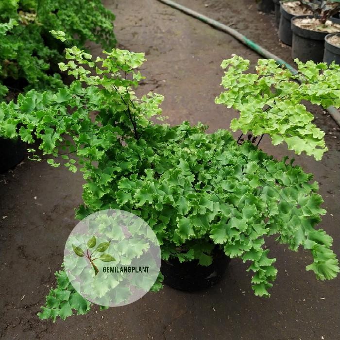 Bibit Pohon Tanaman Suplir Betok - Tanaman Suplir - Maidenhair