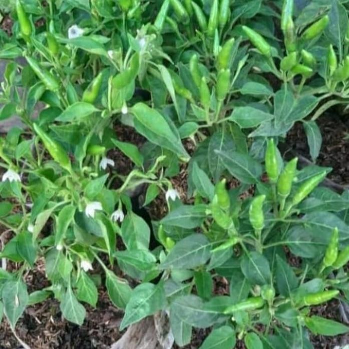 paket hemat cabai rawit dapet 2pcs / tanaman bibit cabe rawit siap tanam