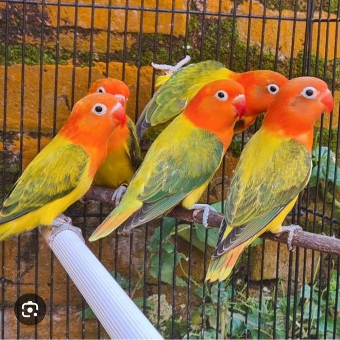 burung lovebird biola ewing gold