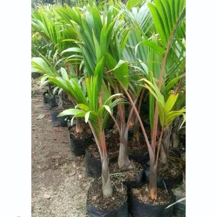 Tanaman palem botol tinggi 1meter