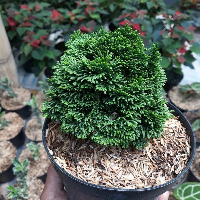 TANAMAN LANGKA CEMARA INOKI CYPRES BAHAN BONSAI BESAR
