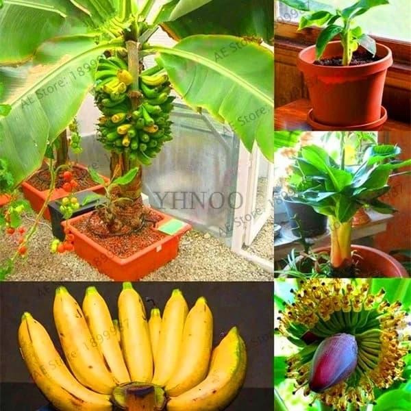 tanaman pisang mini bonsai / pisang bonsai / biji benih bibit pisang
