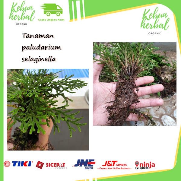 2 Pohon Tanaman paludarium - bonsai hidup - selaginella - aquascape