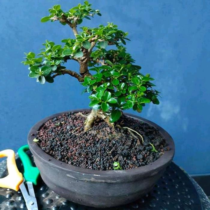bahan bonsai sancang mame tanaman hidup