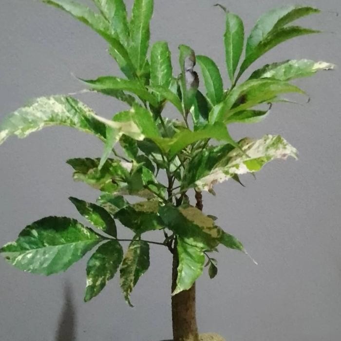 Tanaman bonsai tabebuya varigata