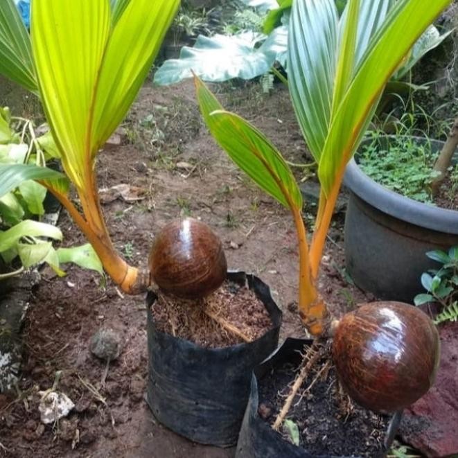 Tanaman hias bonsai kelapa gading // Bonsay kelapa