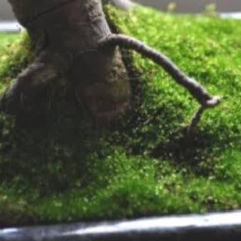 tanaman lumut bonsai