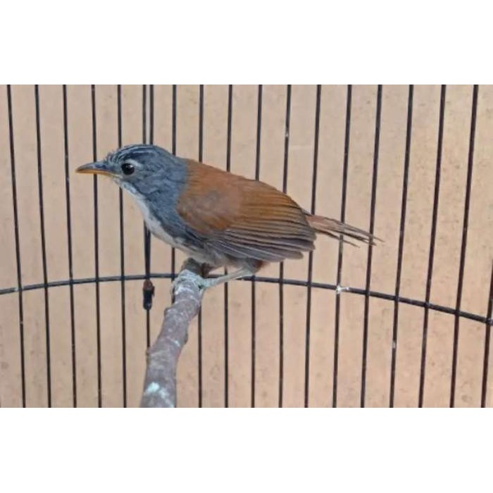 Burung Sniper bahan Voer total aman