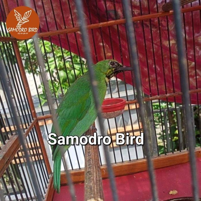 Burung Cucak Ijo trotol Jember Big size Bahan Rawatan