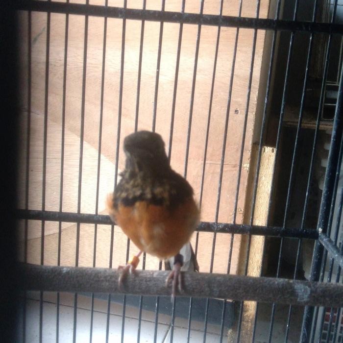 murai batu betina blorok