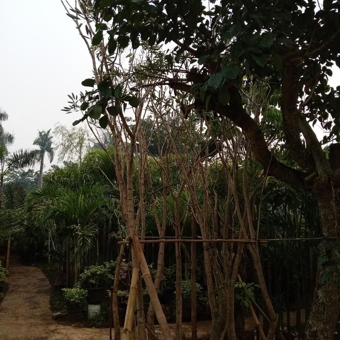 pohon tabebuya 3 meter rosea pink dan kuning