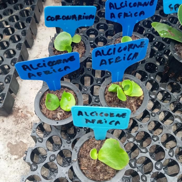 platycerium alcicorne africa sporeling