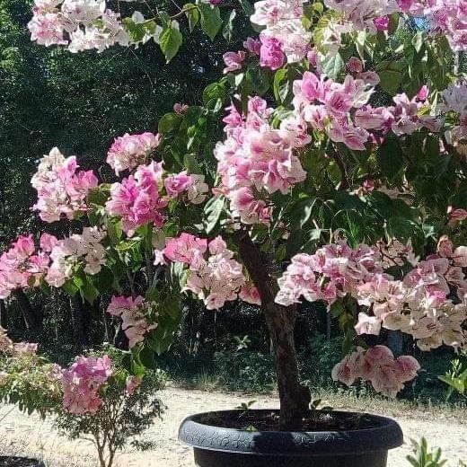 Bougenville sakura ice cream ori