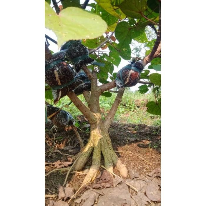 Bonsai bahan bonsai waru taiwan size besar