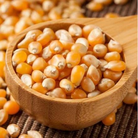 

Jagung Popcorn Mentah Merk Kingpop / King Pop 1Bal 22.5Kg/King Popcorn